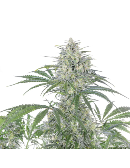 Graines Bruce Banner Auto – Just Seeds – sommet du plant et feuilles latérales