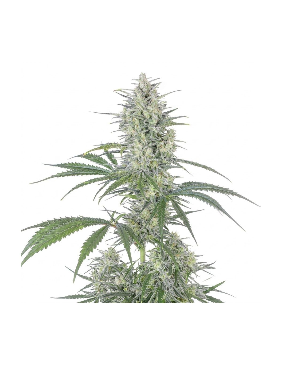 Graines Bruce Banner Auto – Just Seeds – partie haute du plant