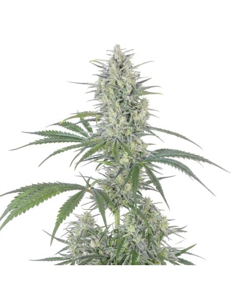 Graines Bruce Banner Auto – Just Seeds – partie haute du plant