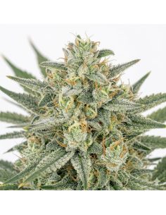 Graines Bruce Banner Auto – Just Seeds 2
