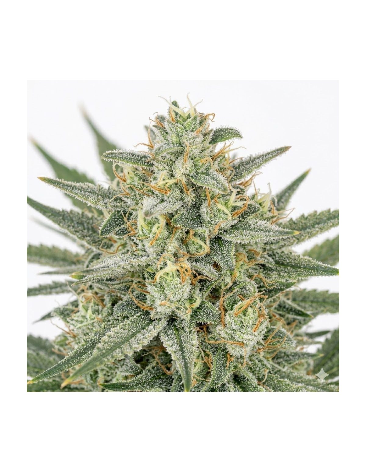 Graines Bruce Banner Auto – Just Seeds – grappe de fleurs, gros plan