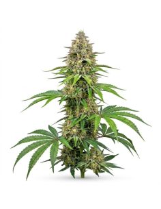 Graines Amnesia Haze Auto – Just Seeds