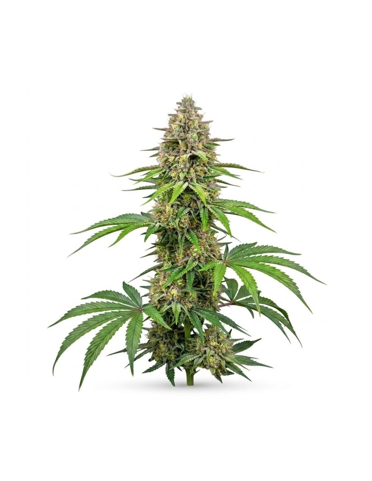 Graines Amnesia Haze Auto – Just Seeds – plante entière