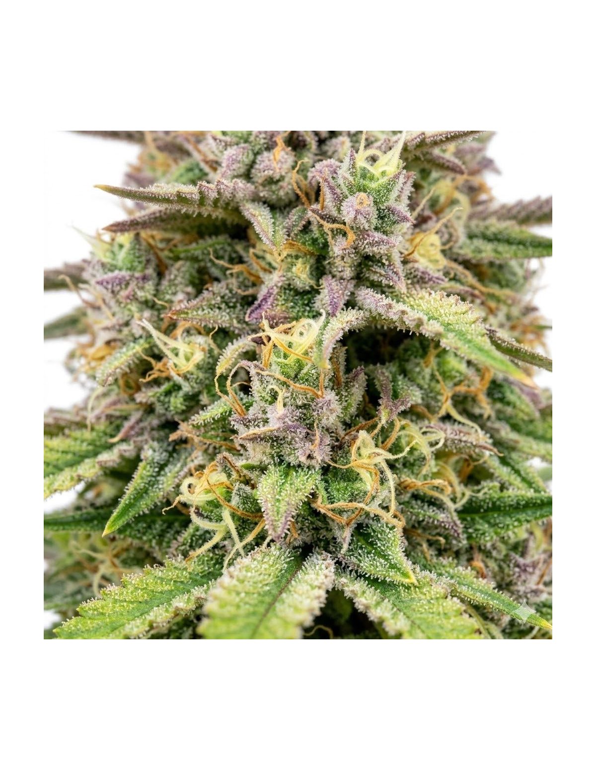 Graines Amnesia Haze Auto – Just Seeds – gros plan sur des grappes de fleurs