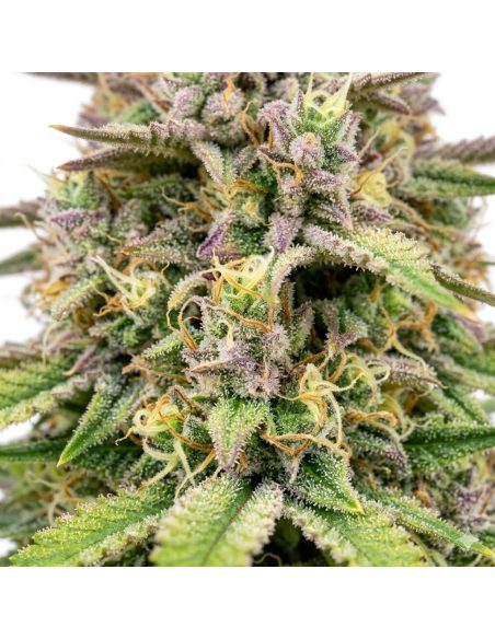 Graines Amnesia Haze Auto – Just Seeds – gros plan sur des grappes de fleurs