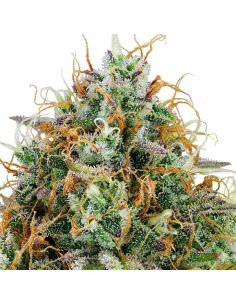 Graines Amnesia Haze Auto – Just Seeds 2
