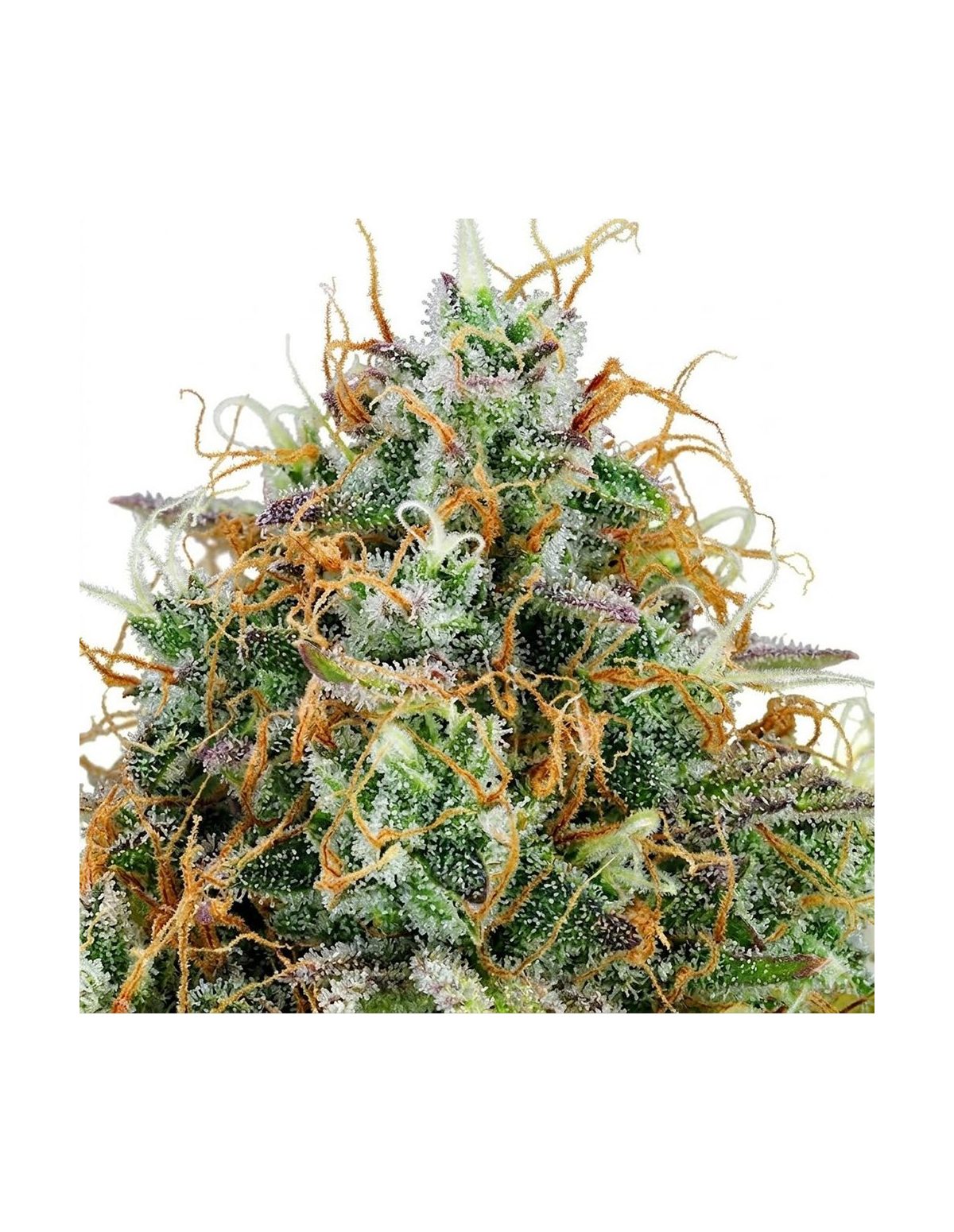 Graines Amnesia Haze Auto – Just Seeds – gros plan sur une fleur