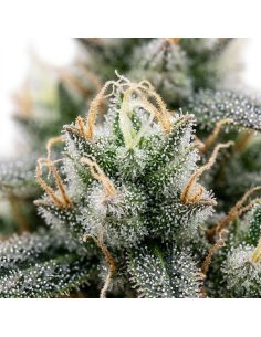 Graines 60 Day Grapefruit Auto – Just Seeds 2