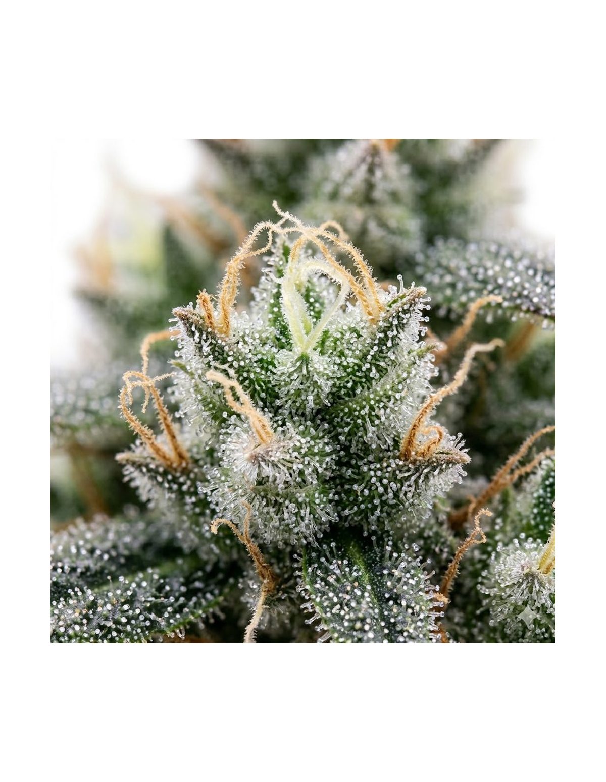 Graines 60 Day Grapefruit Auto – Just Seeds – photo d’illustration, gros plan avec pistils
