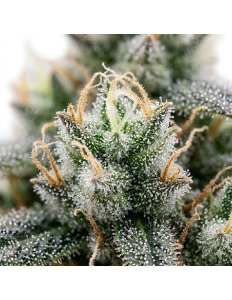 Graines 60 Day Grapefruit Auto – Just Seeds – photo d’illustration, gros plan avec pistils