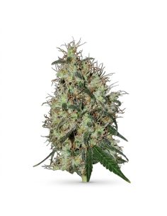 Graines 60 Day Grapefruit Auto – Just Seeds