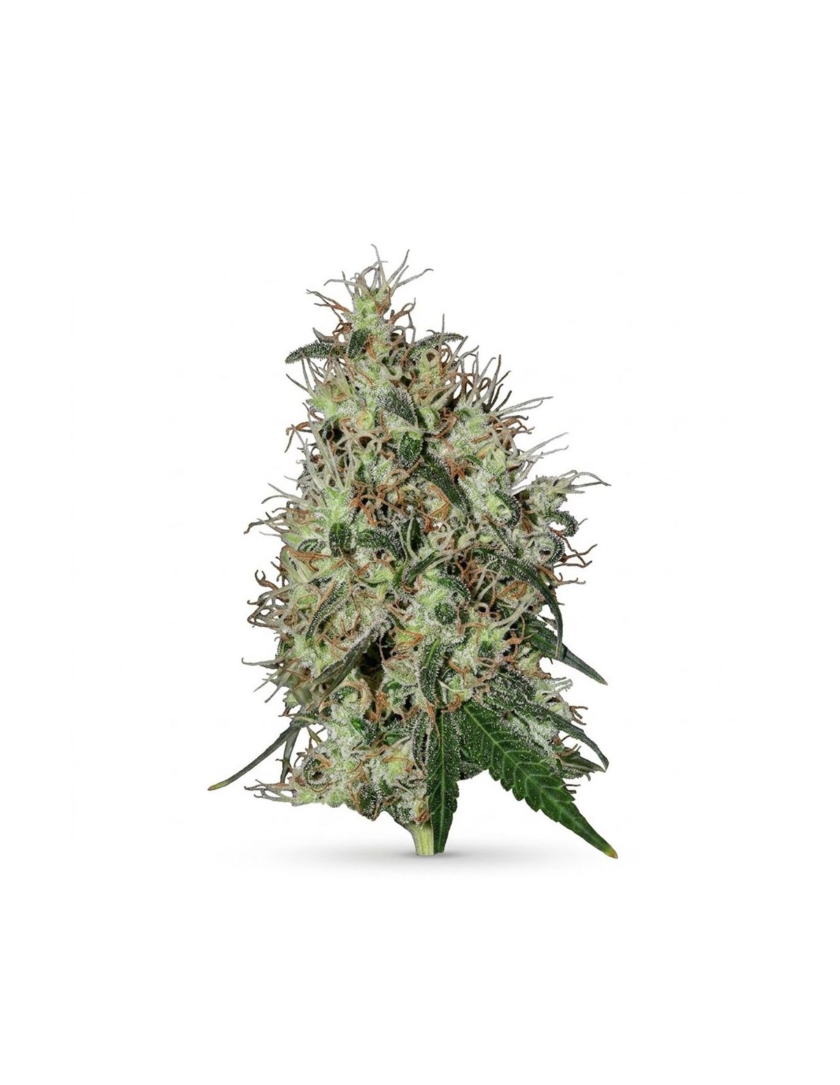 Graines 60 Day Grapefruit Auto – Just Seeds – photo d’illustration d’une fleur de cannabis