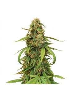 Graines Amnesia Lemon Auto – Just Seeds