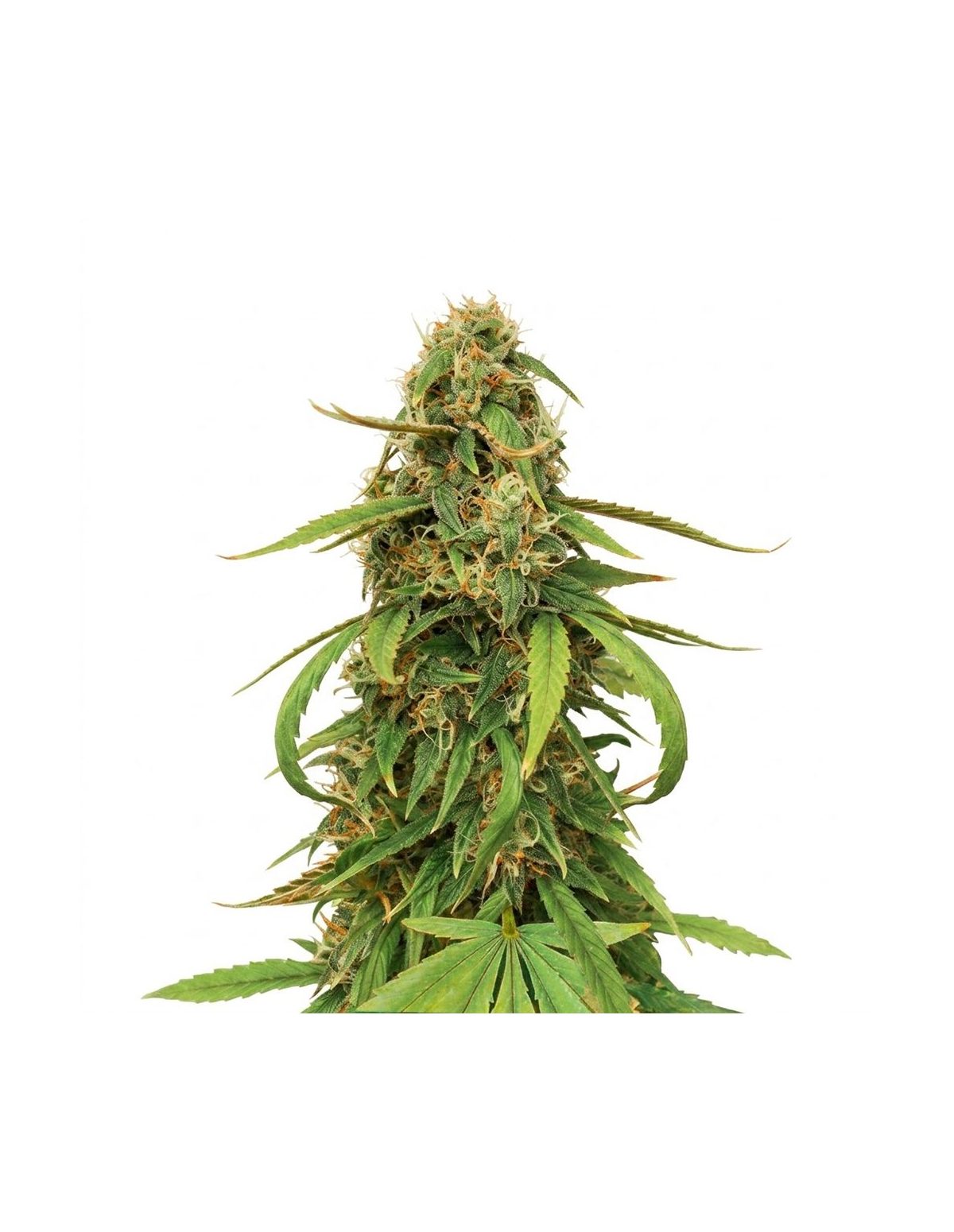 Graines Amnesia Lemon Auto – Just Seeds – plante de cannabis en fleur, illustration