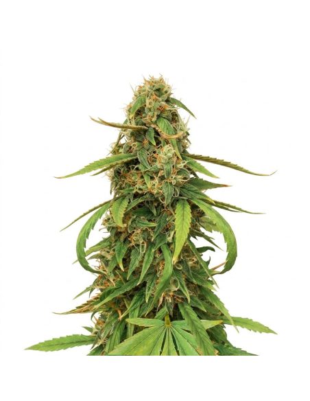 Graines Amnesia Lemon Auto – Just Seeds – plante de cannabis en fleur, illustration