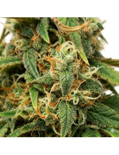 Graines Amnesia Lemon Auto – Just Seeds 2