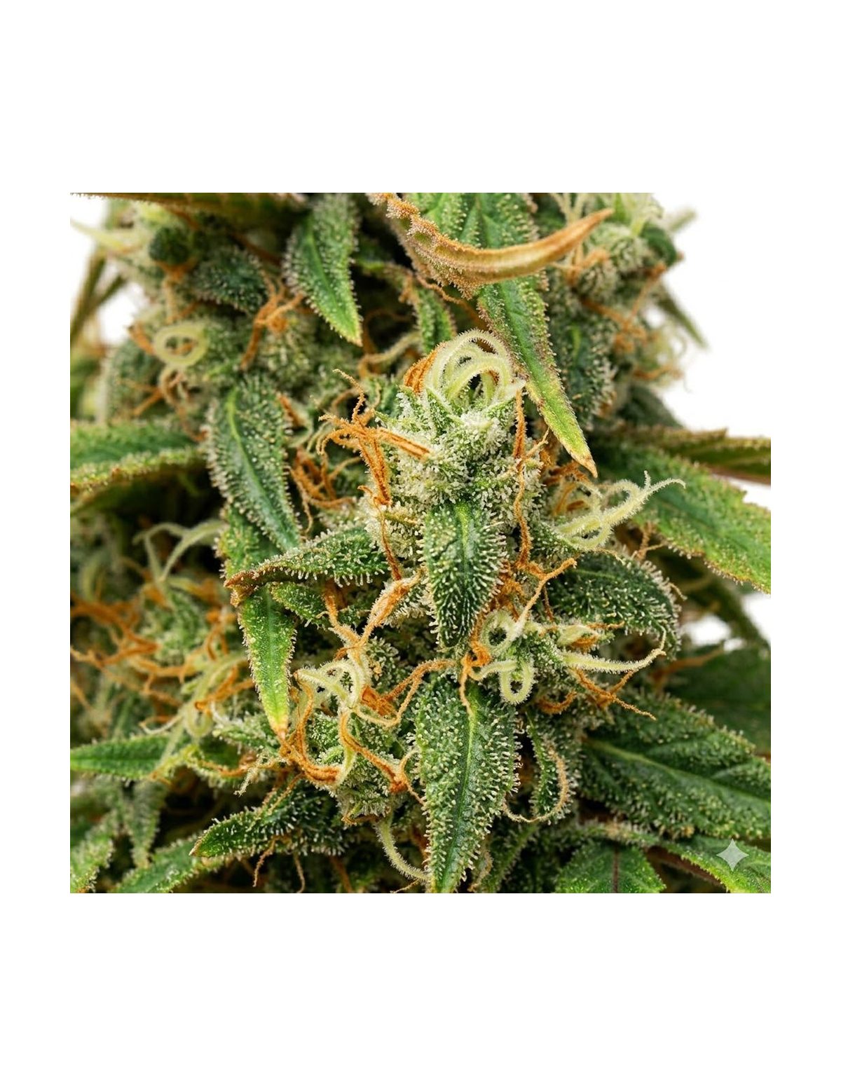 Graines Amnesia Lemon Auto – Just Seeds – gros plan sur une fleur de cannabis, illustration