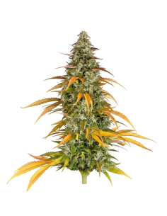 Graines Watermelon Zkittlez Auto – Just Seeds