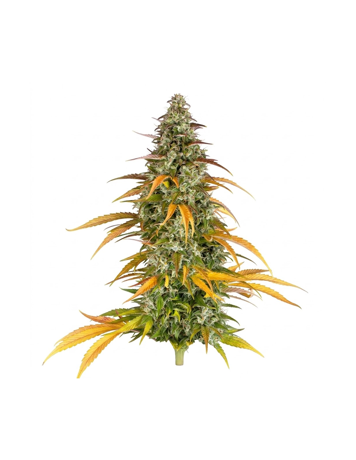 Graines Watermelon Zkittlez Auto – Just Seeds – plant aux feuilles jaunes et orangées, vue d’ensemble