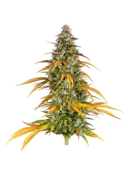 Graines Watermelon Zkittlez Auto – Just Seeds – plant aux feuilles jaunes et orangées, vue d’ensemble
