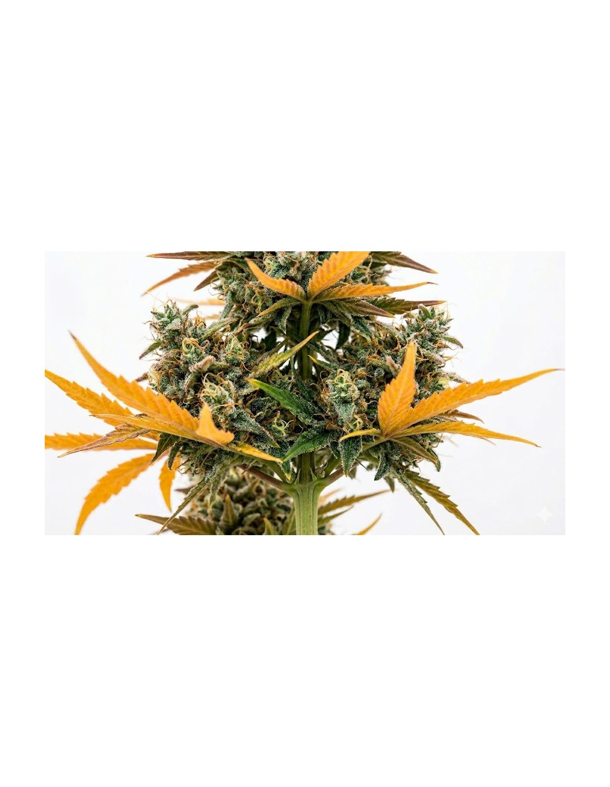 Graines Watermelon Zkittlez Auto – Just Seeds – grappes de fleurs le long de la tige
