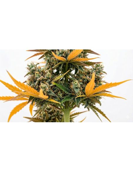 Graines Watermelon Zkittlez Auto – Just Seeds – grappes de fleurs le long de la tige