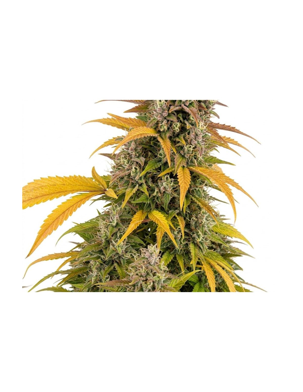 Graines Watermelon Zkittlez Auto – Just Seeds – partie haute du plant, gros plan