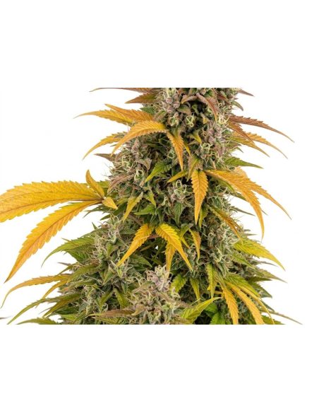 Graines Watermelon Zkittlez Auto – Just Seeds – partie haute du plant, gros plan