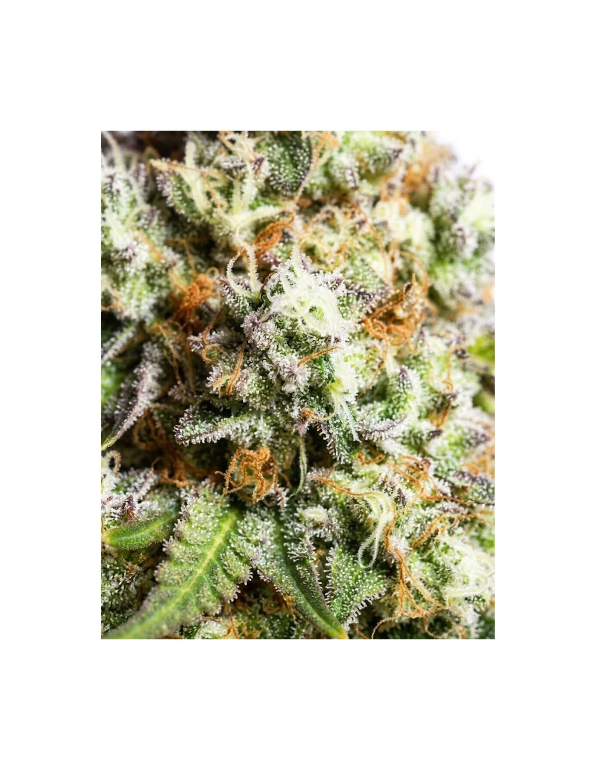 Graines Gorilla Glue Auto – Just Seeds – gros plan sur une fleur