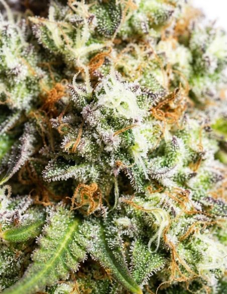 Graines Gorilla Glue Auto – Just Seeds – gros plan sur une fleur