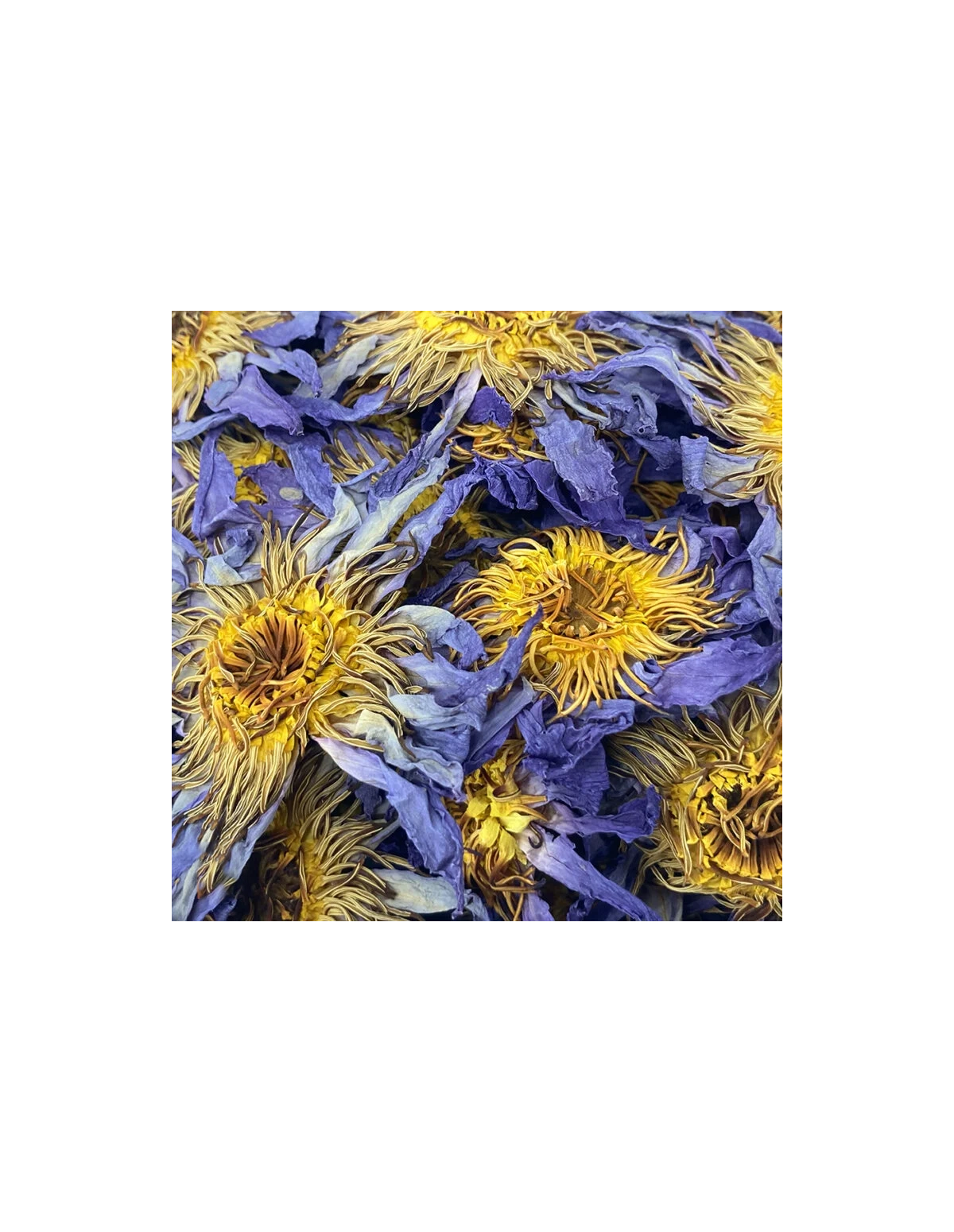 Fleur de lotus bleu – Indian Elements – fleurs de lotus bleu séchées, détail