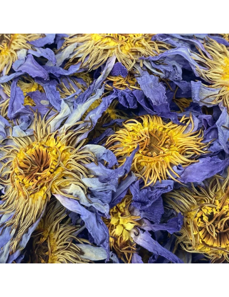 Fleur de lotus bleu – Indian Elements – fleurs de lotus bleu séchées, détail