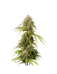 Graines Bruce Banner Auto – Just Seeds