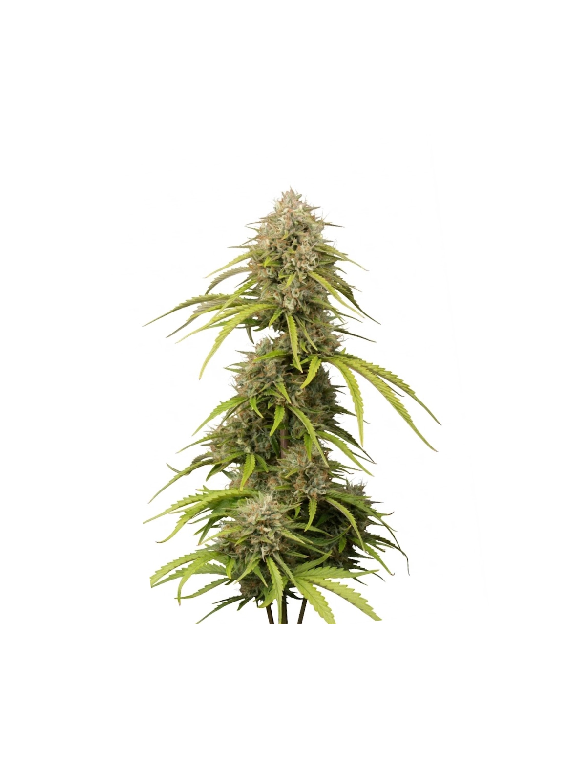 Graines Bruce Banner Auto – Just Seeds – plant de cannabis, vue d’ensemble
