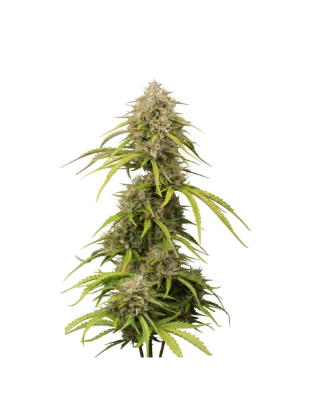 Graines Bruce Banner Auto – Just Seeds – plant de cannabis, vue d’ensemble