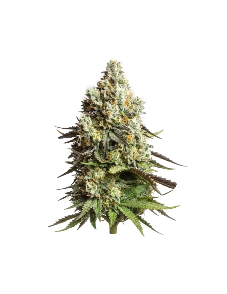 Cadeau offert – 3 graines autofloraison Just Seeds – plant de cannabis en fleur