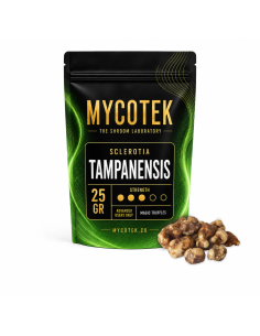 Truffes magiques Psilocybe Tampanensis – Mycotek