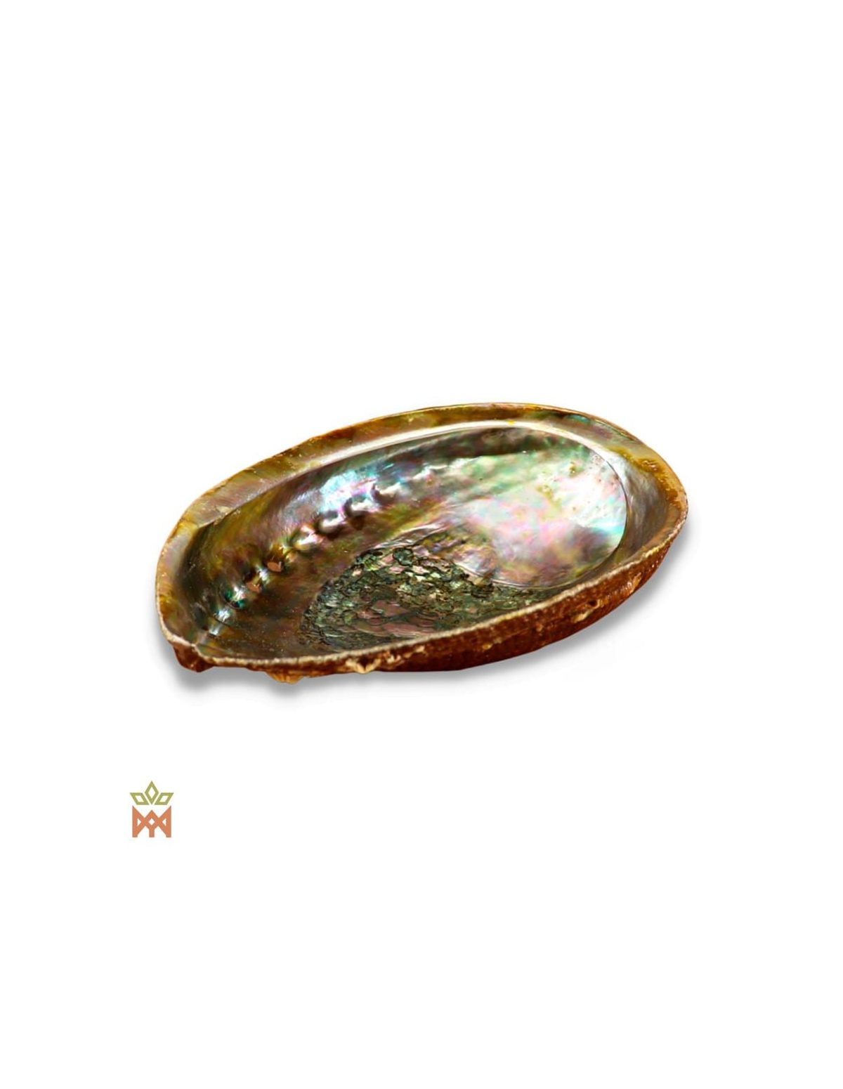 Coquille d’ormeau naturelle – reflets verts, roses et bleus de la face intérieure