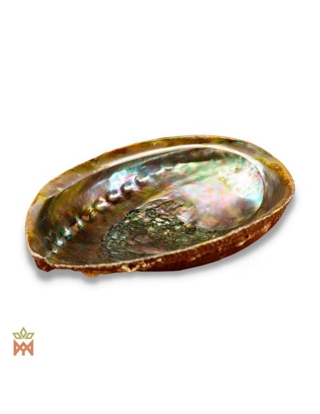 Coquille d’ormeau naturelle – reflets verts, roses et bleus de la face intérieure