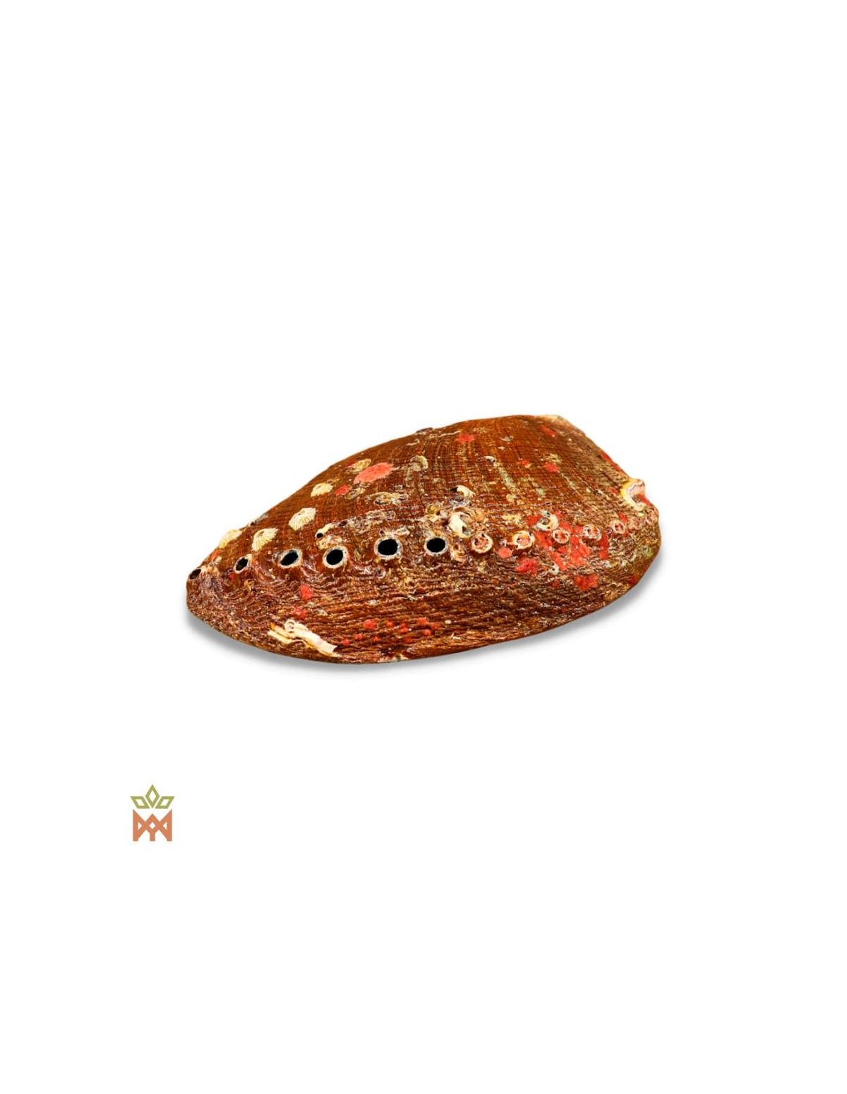 Coquille d’ormeau naturelle – extérieur rugueux brun rougeâtre et rangée de petits trous