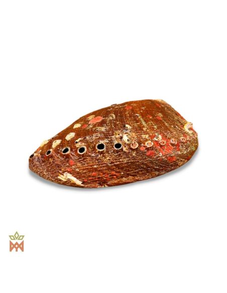 Coquille d’ormeau naturelle – extérieur rugueux brun rougeâtre et rangée de petits trous