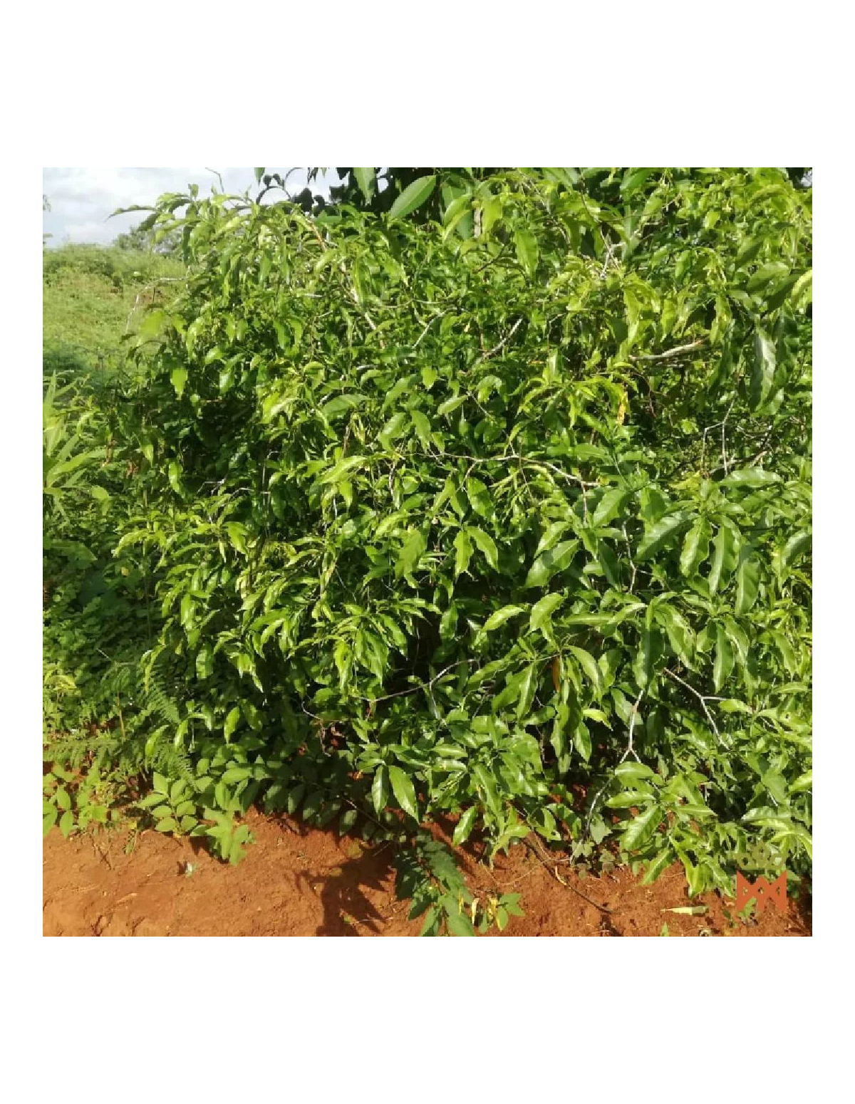 Iboga (Tabernanthe iboga) – arbuste feuillu sur sol rouge, photo du fournisseur