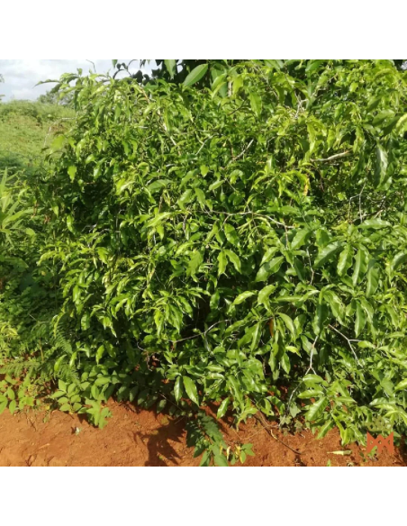 Iboga (Tabernanthe iboga) – arbuste feuillu sur sol rouge, photo du fournisseur