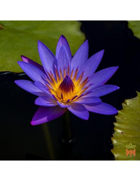 Lotus bleu (Nymphaea caerulea) – fleur ouverte de la plante vivante sur l’eau