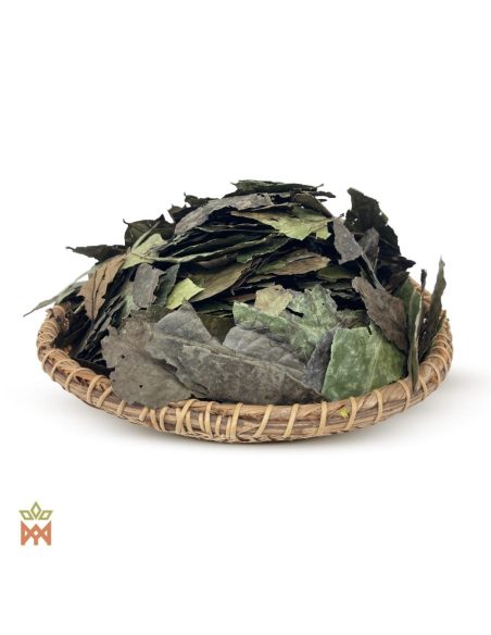 Guayusa d’Équateur (Ilex guayusa) – feuilles entières séchées sur un plateau tressé