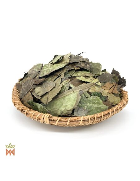 Guayusa d’Équateur (Ilex guayusa) – feuilles entières sur un plateau tressé, vue plongeante