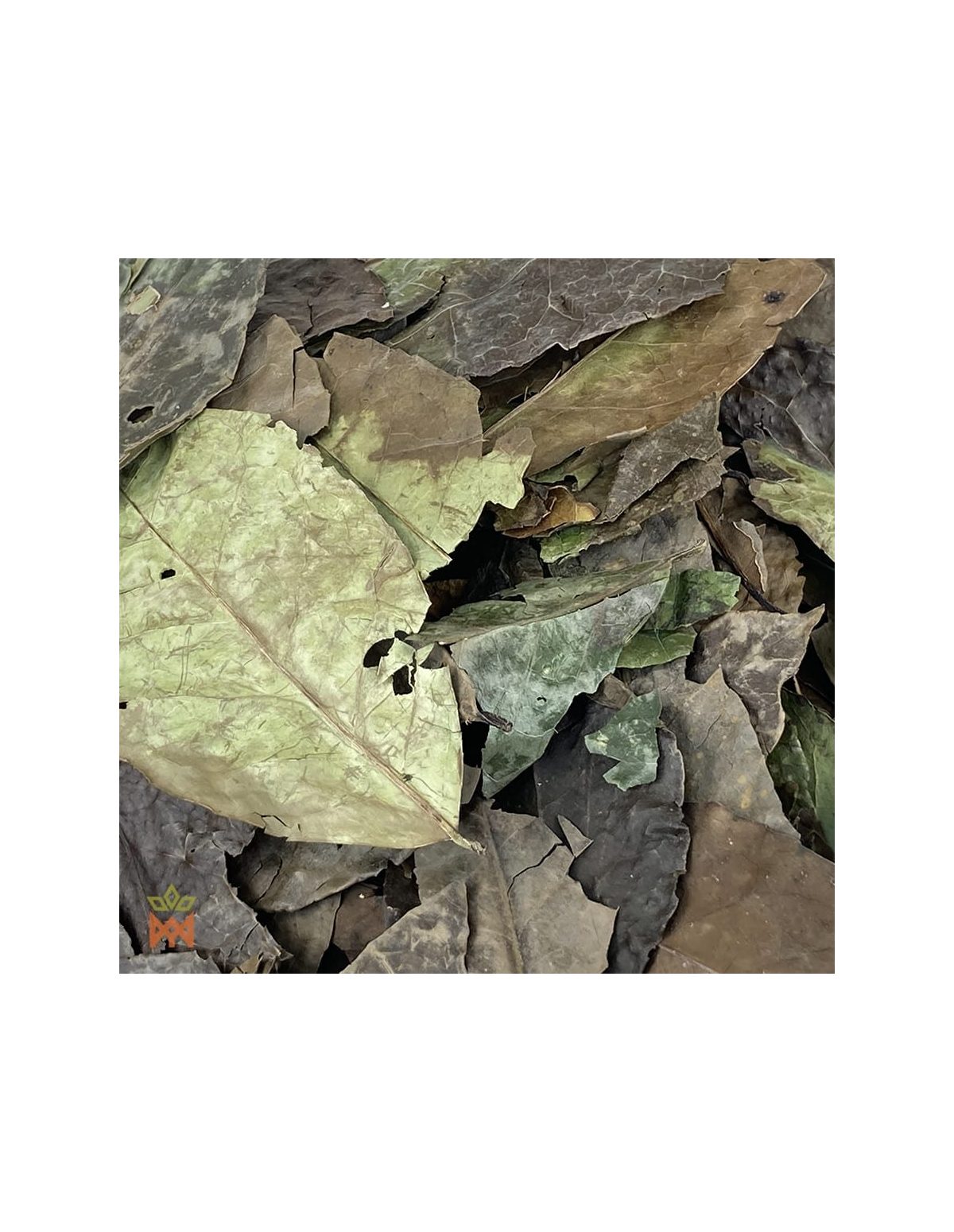 Guayusa d’Équateur (Ilex guayusa) – gros plan sur les feuilles entières séchées