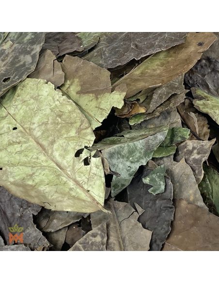 Guayusa d’Équateur (Ilex guayusa) – gros plan sur les feuilles entières séchées