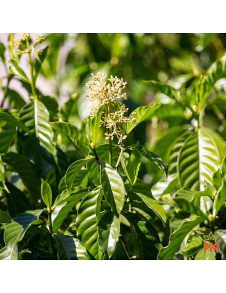 Chacruna d’Ucayali, Pérou – Feuilles entières, Psychotria viridis – plante en fleurs, photo du fournisseur