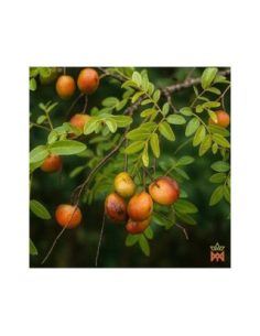 Huile de copaïba du Brésil – Copaiba officinalis 2